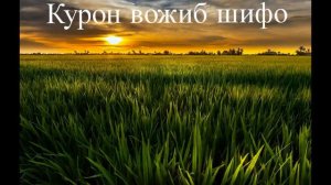 Диск грижа нима ?