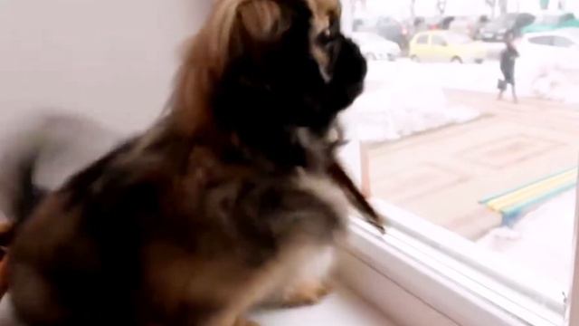 О, брат... Это жулики!!! смотреть онлайн