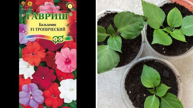 Что посеять в марте 2021/ Посев цветов, рассада с Microbionic - биоактивный почвенный концентрат. смотреть онлайн