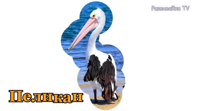 Животные для малышей. Животные Австралии. Развивающие мультики. смотреть онлайн