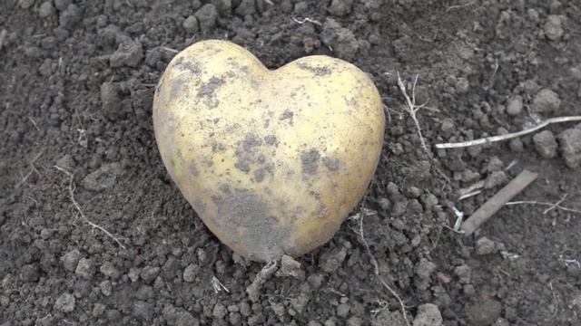 Картофель в форме Сердца Из Чувашии с Любовью Урожай 2021 Сельхозуборка смотреть онлайн
