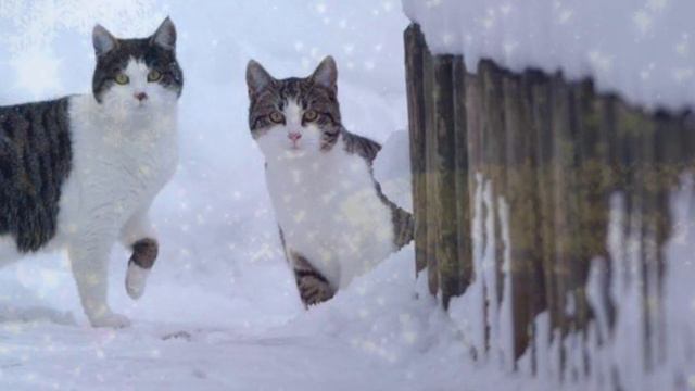 Кошечки на снегу смотреть онлайн