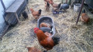 Куры несушки   Цесарки  Совместное содержание