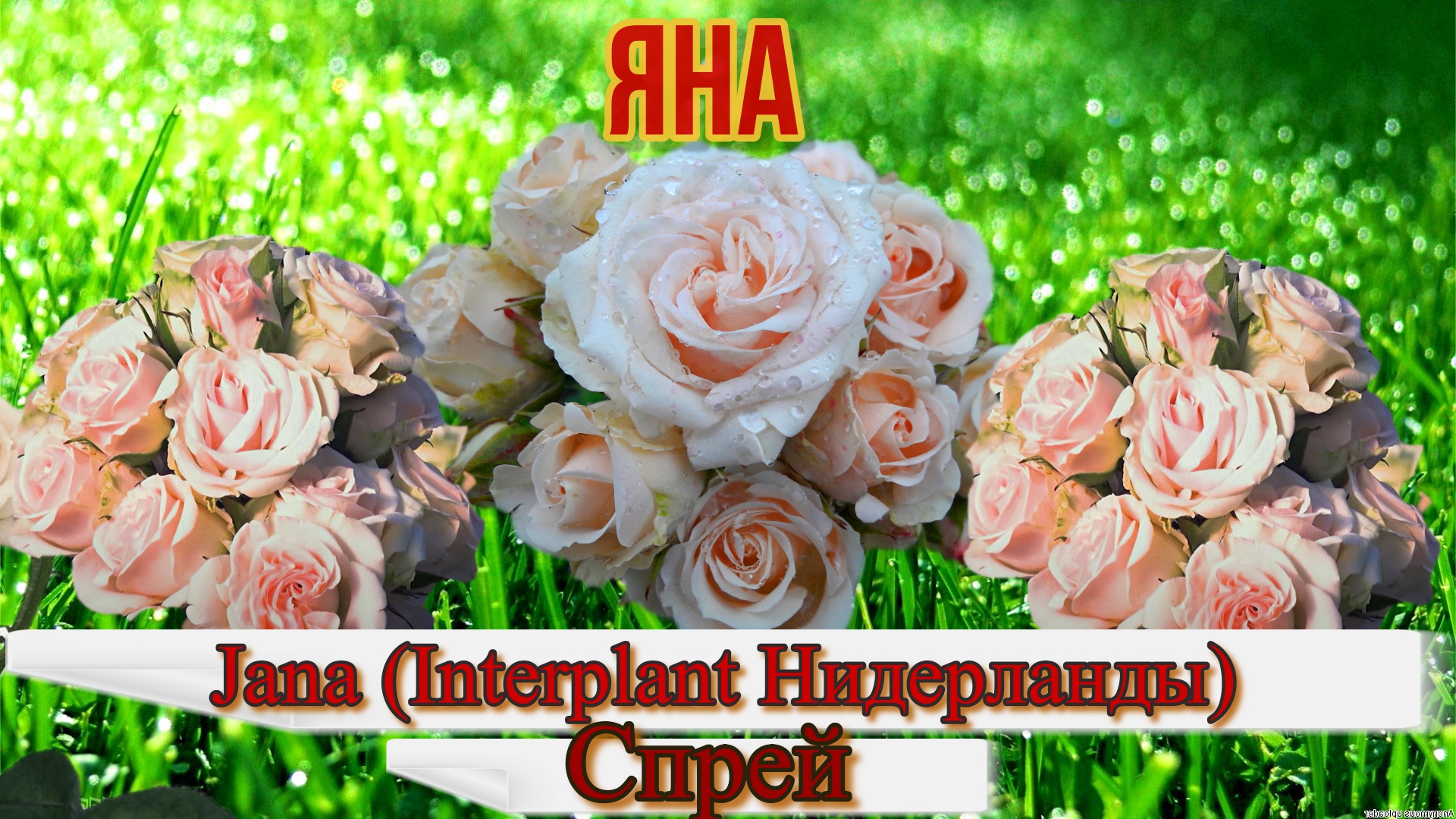 Роза Яна (Спрей) - Jana (Interplant Нидерланды) смотреть онлайн