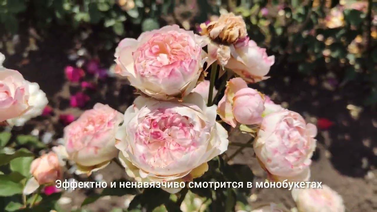2. Обзор питомника "РОЗЫ БУШЕС" rosebushes.ru. спрей/Флорибунда: Джульетта (Джулиет) и Мисти Бабблз смотреть онлайн