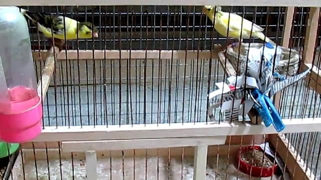 О канарейках ч.2 смотреть онлайн