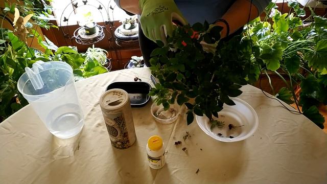 How to Grow Miniature Roses Indoors смотреть онлайн