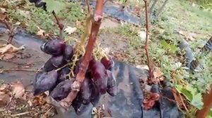 Сорта винограда Цимус, Сакура, Донецкий арочный, сеянцы и школка 2 сентября 2021.