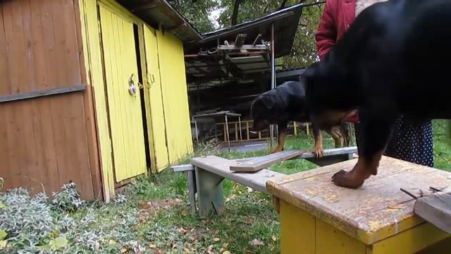 РОТВЕЙЛЕР ДЮША ВСЯ ЖИЗНЬ ЗА 5 МИНУТ дрессировка и воспиьпние собаки смотреть онлайн