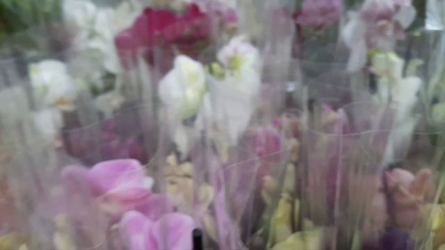 Обзор орхидей "На Атарбекова"(25 сентября 2022 г.) смотреть онлайн