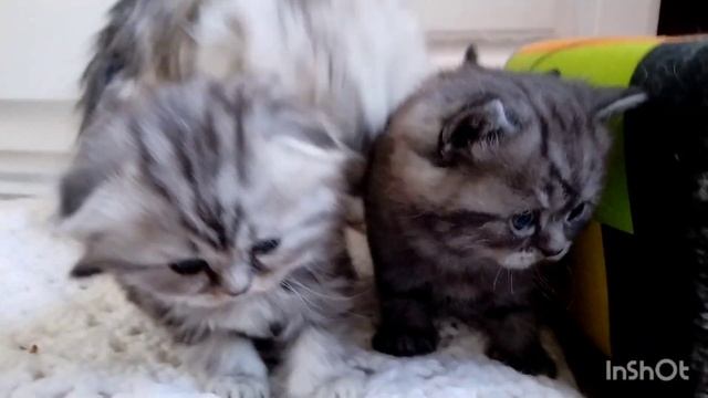 котята хайленды шотландские...рождены 7 ноября,2022 года смотреть онлайн