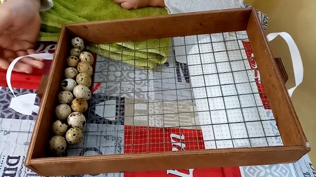 Перепела. Как найти правильный режим инкубации. смотреть онлайн