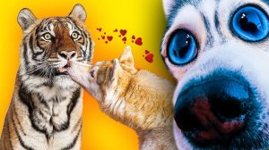 ПОЦЕЛУЙ ТИГРИЦЫ! (Хаски Бандит) Говорящая собака