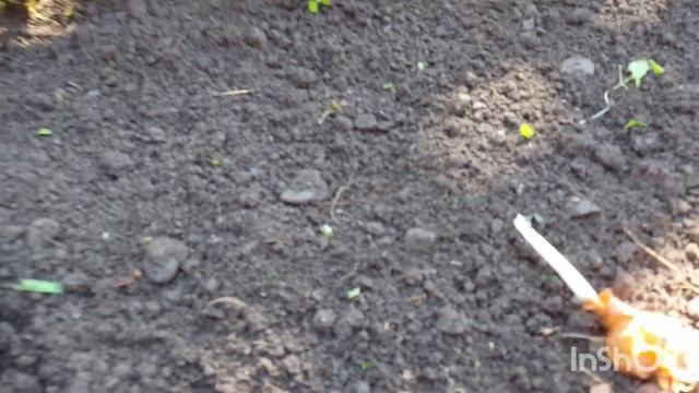 //Когда сажать Лук и петрушку // смотреть онлайн