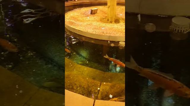 Краснодар,парк Галицкого. 03.2024.