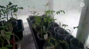 Сибирь. Обзор рассады томатов на 3 апреля 2022 года