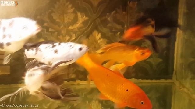 Карпы, Cyprinus carpio, gold fish, Koi breeding, koi-Zucht, allevamento di koi, 鯉の飼育 смотреть онлайн