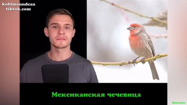 Парень издаёт звуки птиц!!! Очень похоже! смотреть онлайн