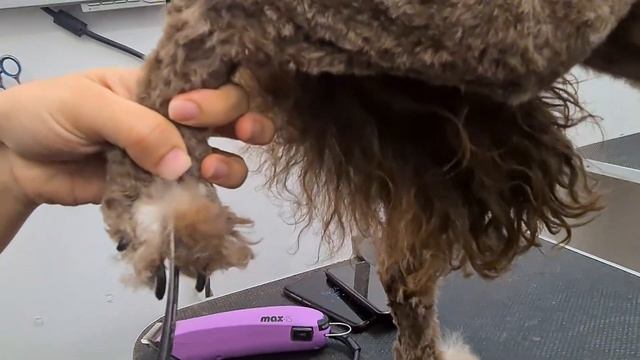 Cockapoos Grooming: The Cutest Dog Breeds You'll Ever Meetp