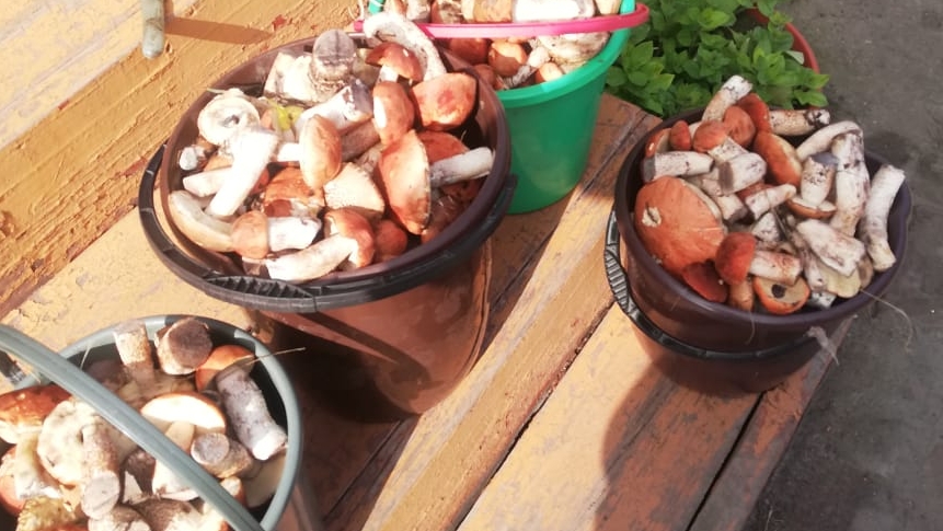 ГРИБЫ В ИЮЛЕ В ПОДМОСКОВЬЕ. Все в лес за грибами. Жара в лесу 2024. Какие грибы можно насобирать. смотреть онлайн