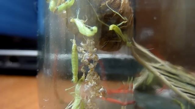 Как богомольчики появляются на свет