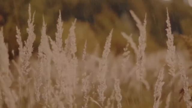 Lofi synth track: "Rain" (Behringer Odyssey, VC340, Crave, Pro-1 + Moog Werkstatt, 4-track cassette смотреть онлайн