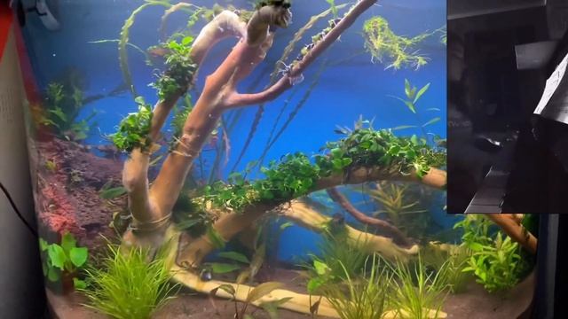 Медленный Травник. Slow Herbalist. Лорикариевые сомы, ароидные. Loricaria Catfish, Aroid.