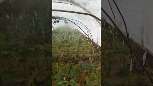 ДЕШЕВЫЙ ЧЕРЕНОЧНИК СВОИМИ РУКАМИ, С ТУМАНОМ.. смотреть онлайн