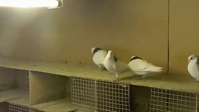 Гривуны,самцы,Потапов Олег,г Покров смотреть онлайн