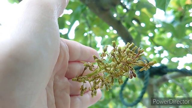 цветение непентесов.ウツボカズラ咲いてきた。Nepenthes.