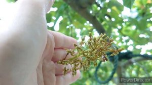 цветение непентесов.ウツボカズラ咲いてきた。Nepenthes.