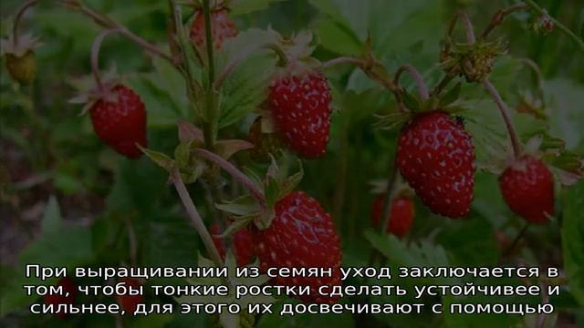 Земляника Александрина смотреть онлайн