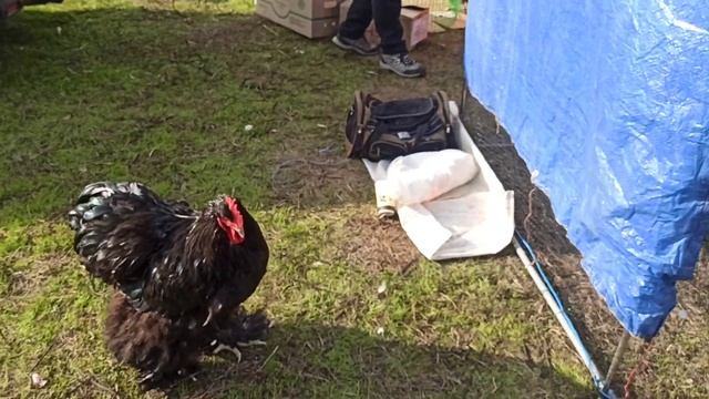 Ярмарка голубей, декоративных птиц и животных с.Новая Маячка Херсонская область 14.11.2021. Часть 3 смотреть онлайн