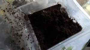 Выращивание гриндаля (корм для рыб). Работа над ошибками