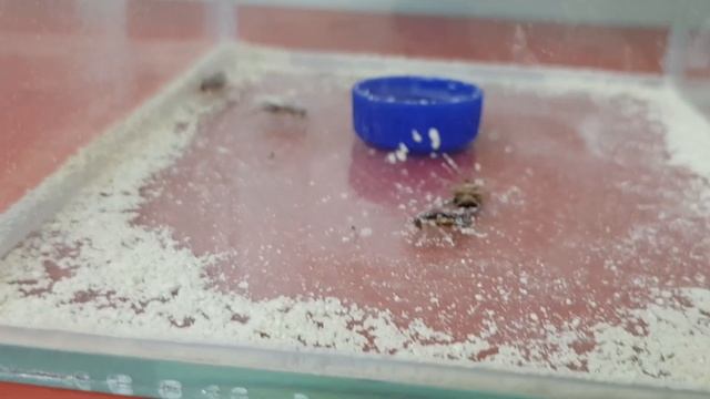 Тестируем Экокиллер и Гектор от тараканов