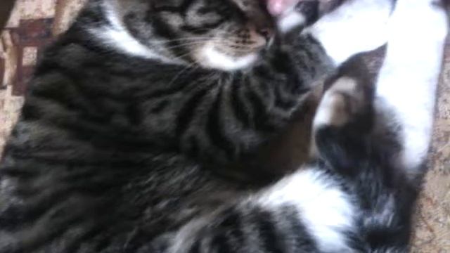 Как уговорить родителей купить кота? смотреть онлайн