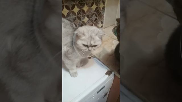 Забыл купить корм .Реакция недовольных кошек ) смотреть онлайн