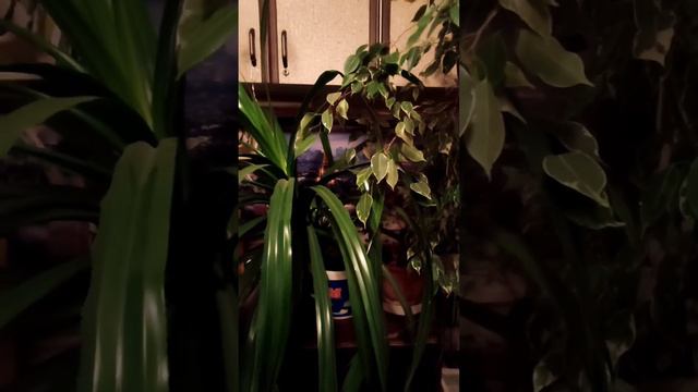 КАК РАЗМНОЖИТЬ ФИКУС ДОМА /FICUS / ЧЕРЕНКОВАНИЕ ФИКУСА КАУЧУКОНОСНОГО смотреть онлайн