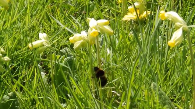 Bee Feeding from Primrose смотреть онлайн