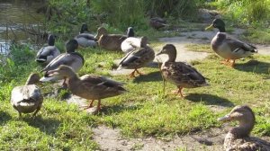 Осенняя птица: кряковная утка (кряква), голубь, воробей