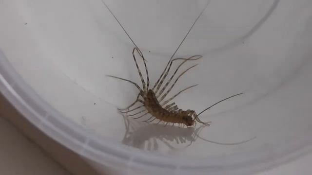 Домашняя мухоловка и паучок. Кто кого съест? Кто агрессивнее?