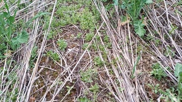 Подкормка озимого рапса 6.05.19 смотреть онлайн