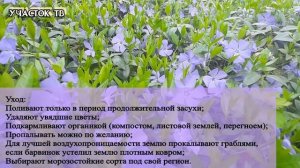 Барвинок Посадка, Уход и Выращивание - Вечнозеленое Стелющееся Растение -  Живой Ковер из Барвинка