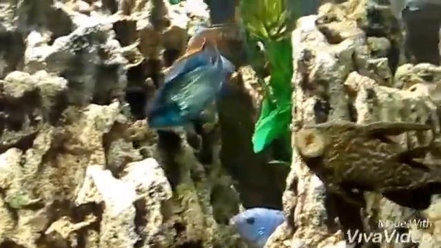 Аквариум. Покорми рыбок - получи подарок! смотреть онлайн