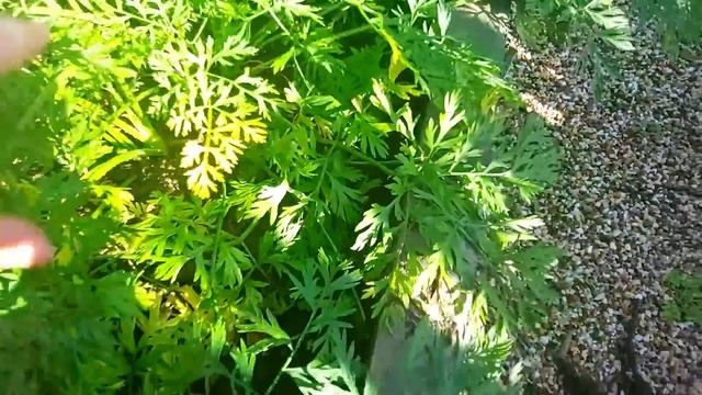 Дача-Работа-Шашлыки.. и отдохнули, и поработали ? смотреть онлайн