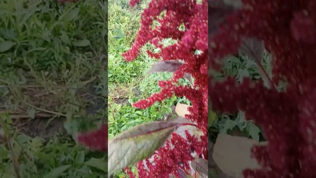 In the Garden With Amaranth смотреть онлайн