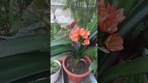 Кливия. Уход, цветение летом.
