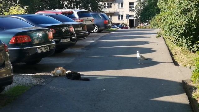 Баклан в кошачей столовой смотреть онлайн