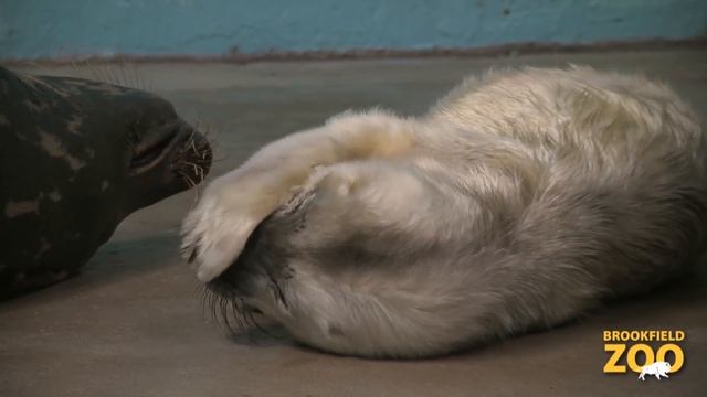 Grey Seal Pup Born at Brookfield Zoo смотреть онлайн