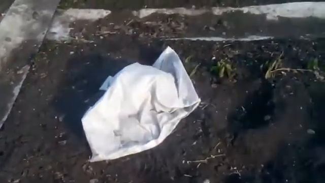 Астры.Рассада. Теплица. Ужин смотреть онлайн